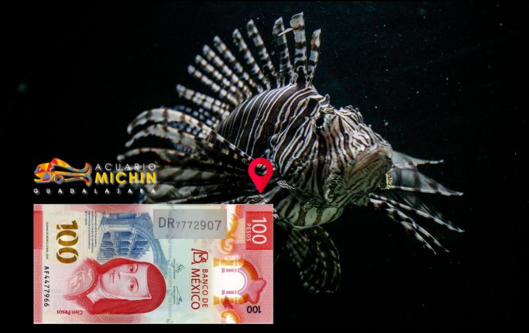 Aprovecha la temporada de diversión en el Acuario Michin; comienza esta semana. EL INFORMADOR / ARCHIVO