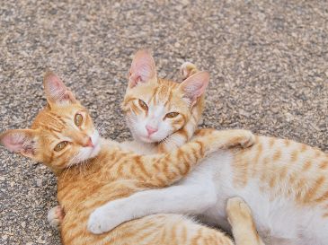 Dos gatos pueden acompañarse durante la ausencia de sus dueños, siempre y cuando se les enseñe a convivir. UNSPLASH / H. CHOUDHARY
