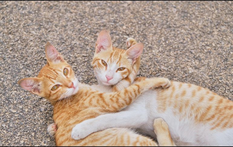 Dos gatos pueden acompañarse durante la ausencia de sus dueños, siempre y cuando se les enseñe a convivir. UNSPLASH / H. CHOUDHARY
