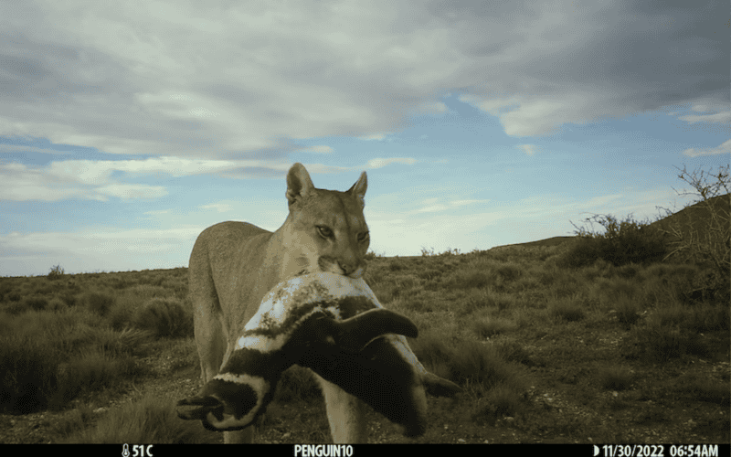 &nbsp;&nbsp;ESPECIAL/Proceeding Royal Society, Mitchell Serota Emiliano Donadio