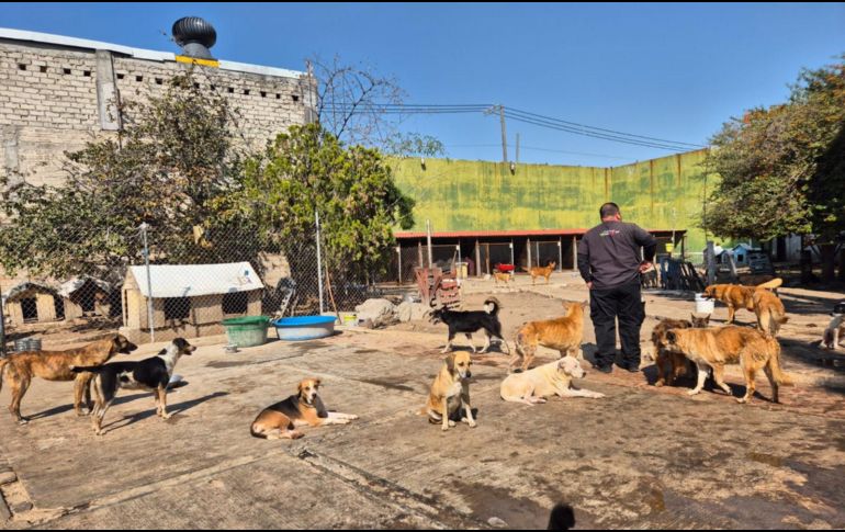El Refugio San Vicente está en El Campanario, Zapopan, y desde que la noticia se hizo viral, la Unidad de Protección Animal (UPA) se movilizó para conocer quién había quedado encargado del sitio, iniciando así una coordinación directa con Román. EL INFORMADOR/ R. Bobadilla
