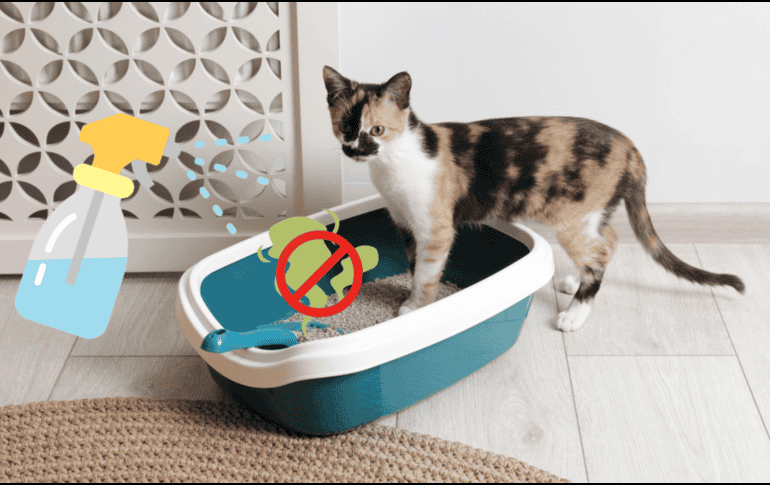 Con algunos métodos caseros sencillos es posible erradicar el problema sin gastar mucho dinero ni recurrir a productos agresivos. CANVA