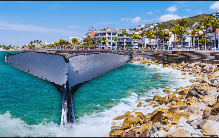 Las ballenas comienzan a aparecer en Puerto Vallarta poco a poco desde noviembre y diciembre y hasta marzo. ESPECIAL / CANVA