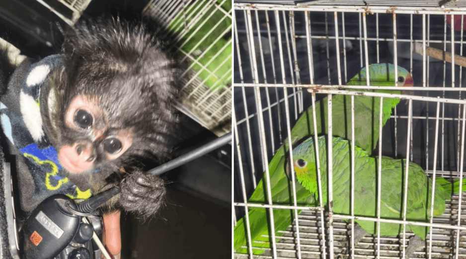 Tras realizar una revisión conforme a protocolo, se confirmó que se trataba de un mono araña, cinco loros cucha y una guacamaya verde. ESPECIAL / POLICÍA DE GUADALAJARA