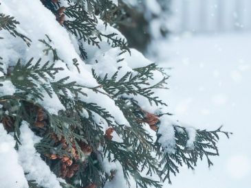 Estas regiones registran nevadas que atraen a viajeros interesados. UNSPLASH.