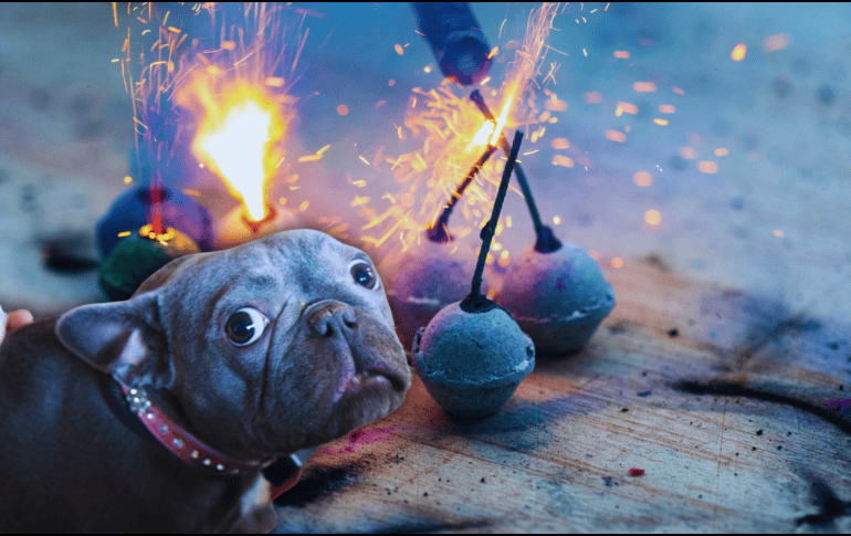 Las detonaciones pueden provocar alteraciones de conducta en perros, gatos y otros animales pequeños, como hiperactividad, agresividad o intentos desesperados por huir del origen del sonido. ESPECIAL / CANVA