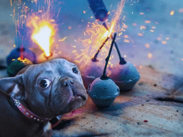 Las detonaciones pueden provocar alteraciones de conducta en perros, gatos y otros animales pequeños, como hiperactividad, agresividad o intentos desesperados por huir del origen del sonido. ESPECIAL / CANVA