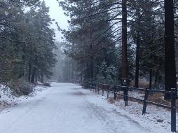 Imagen de archivo del Parque Nacional Sierra de San Pedro Mártir, Baja California. FACEBOOK / Protección Civil Baja California