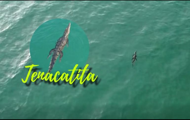 Imágenes compartidas en redes sociales por Protección Civil Jalisco acerca del cocodrilo avistado en Tenacatita. ESPECIAL / FACEBOOK Protección Civil Jalisco