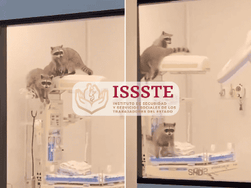 Una vez asegurados los mapaches, el ISSSTE procedió al cierre temporal del área para realizar una limpieza profunda y desinfección. ESPECIAL