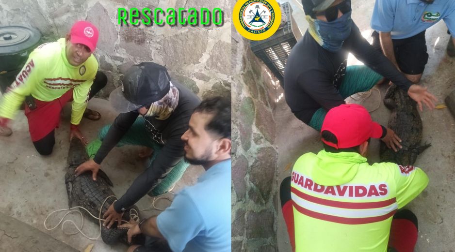 Imágenes compartidas en redes sociales por Protección Civil Jalisco acerca del cocodrilo rescatado en Tenacatita. ESPECIAL / FACEBOOK Protección Civil Jalisco