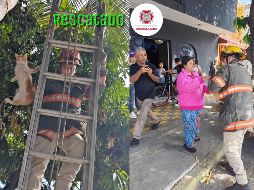 El gato se encontraba a 8 metros de altura en una palmera de la colonia San Marcos. ESPECIAL / FACEBOOK Protección Civil y Bomberos GDL