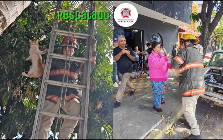 El gato se encontraba a 8 metros de altura en una palmera de la colonia San Marcos. ESPECIAL / FACEBOOK Protección Civil y Bomberos GDL