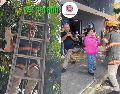 El gato se encontraba a 8 metros de altura en una palmera de la colonia San Marcos. ESPECIAL / FACEBOOK Protección Civil y Bomberos GDL