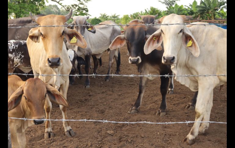 El Gobierno de México refuerza la lucha contra el gusano barrenador con una estrategia nacional coordinada. EFE/ARCHIVO