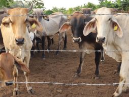 Este caso podría frenar la reanudación de importación de reses por parte de Estados Unidos. EFE/J. Manuel Blanco