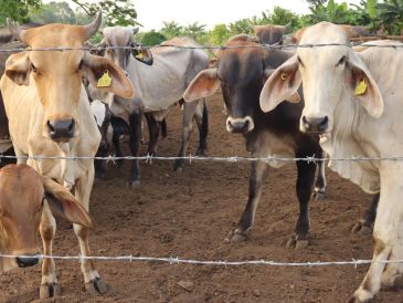 Este caso podría frenar la reanudación de importación de reses por parte de Estados Unidos. EFE/J. Manuel Blanco