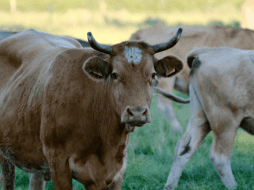 El Senasica activó medidas de rastreo epidemiológico, búsqueda activa, trampeo y capacitación a productores locales. ESPECIAL