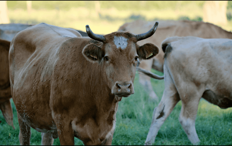 El Senasica activó medidas de rastreo epidemiológico, búsqueda activa, trampeo y capacitación a productores locales. ESPECIAL