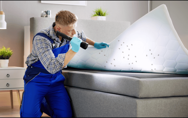 Evitar estos errores comunes puede marcar la diferencia entre una solución temporal y la eliminación definitiva de la infestación. CANVA