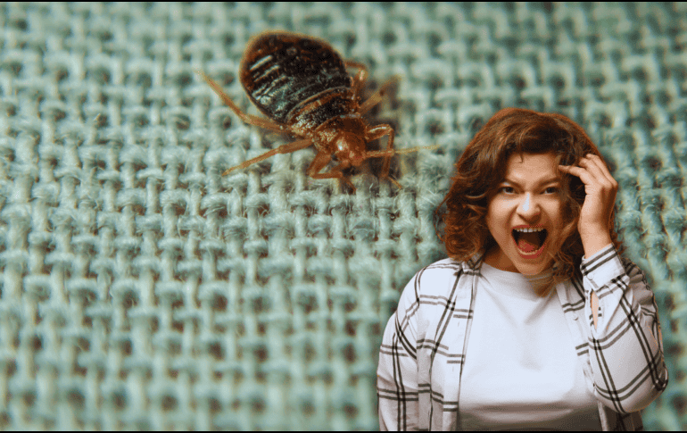 Eliminar y prevenir la infestación de chinches requiere estrategias efectivas y un enfoque integral. ESPECIAL / CANVA