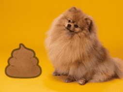 Recoger las heces con bolsas de plástico que no están certificadas como biodegradables no es lo mejor. ESPECIAL/Canva