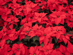 Si tienes flores de Nochebuena o árboles naturales no lo tires a la basura y evita desperdiciar estos materiales. CANVA