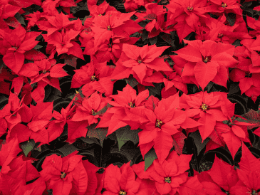 Si tienes flores de Nochebuena o árboles naturales no lo tires a la basura y evita desperdiciar estos materiales. CANVA