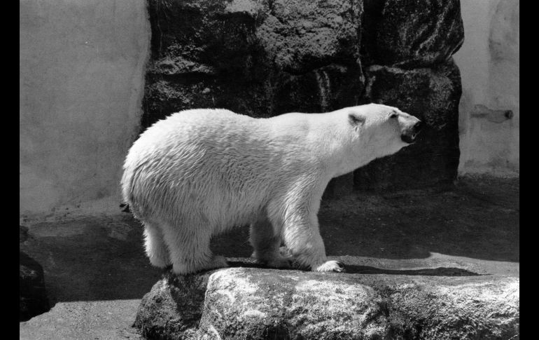 Foto del 11 de enero de 1995. EL INFORMADOR/ ARCHIVO