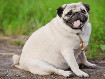 Muchas mascotas reducen su nivel de actividad después de la cirugía. Aunque la recuperación es temporal. CANVA