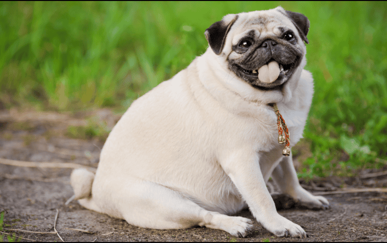 Muchas mascotas reducen su nivel de actividad después de la cirugía. Aunque la recuperación es temporal. CANVA