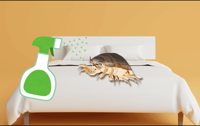 Las chinches pueden reproducirse durante semanas o incluso meses sin ser detectadas. UNSPLASH / P. HUANG / UNSPLASH / Z. FIRM