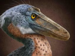 El nombre Xenovenator espinosai hace referencia a su carácter inusual (