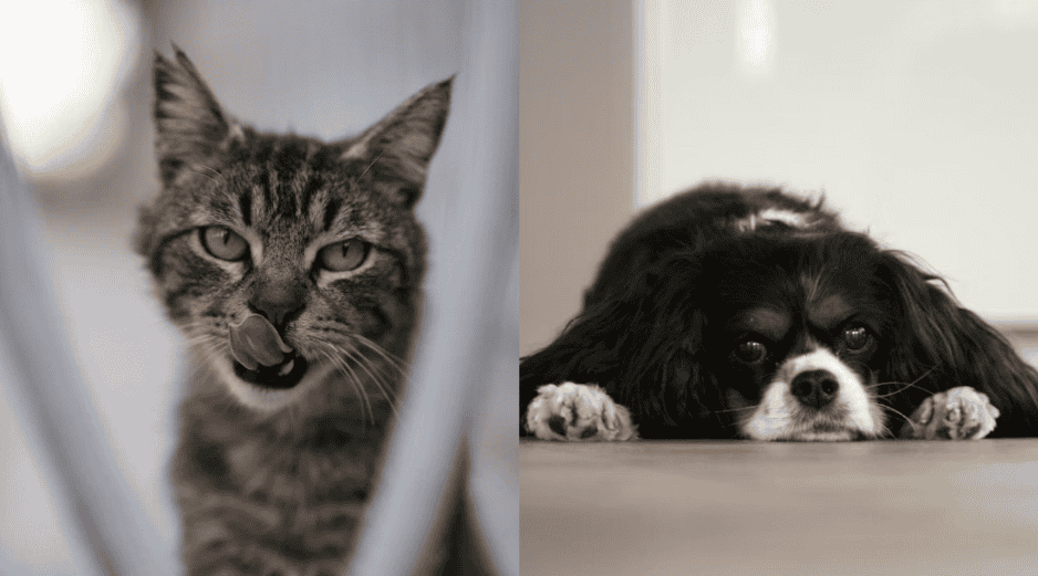 La prevención, la observación diaria y las visitas veterinarias periódicas son esenciales. ESPECIAL/ Unsplash