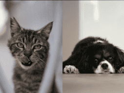 La prevención, la observación diaria y las visitas veterinarias periódicas son esenciales. ESPECIAL/ Unsplash