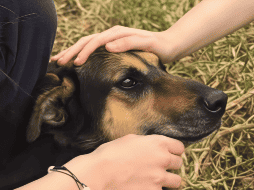El 10 de diciembre en la noche, la Fundación Haghenbeck tomó posesión del Refugio Franciscano. INSTAGRAM / @refugio_franciscano_ac