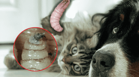 Entre las infecciones activas al corte del 7 de enero se encuentran 189 a caninos, cuatro felinos y un ave. ESPECIAL/Unplash/Gobierno de México