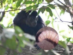 Aguililla pecho rojo (Buteo lineatus), el gavilán pollero, la paloma, el ciervo rojo, el búfalo de agua y el mono saraguato, fueron algunos de los animales afectados. SUN / ESPECIAL