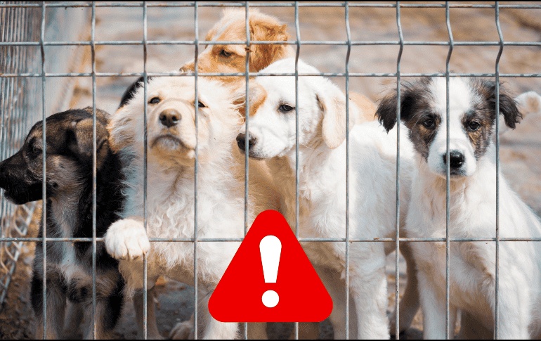 Si eres testigo de un caso de maltrato animal, se recomienda documentar la situación siempre y cuando esto sea posible y seguro. ESPECIAL / CANVA