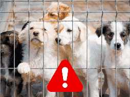 Si eres testigo de un caso de maltrato animal, se recomienda documentar la situación siempre y cuando esto sea posible y seguro. ESPECIAL / CANVA