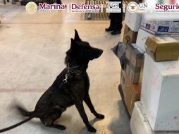 Con el apoyo del ejemplar canino 'Néstor', del área de centros tácticos de la Aduana, marcó positivo a posible droga