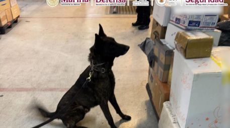 Con el apoyo del ejemplar canino 'Néstor', del área de centros tácticos de la Aduana, marcó positivo a posible droga