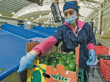 Trabajadores en una exportadora de aguacates de Jalisco, preparando los frutos para su envío al mercado internacional. ESPECIAL