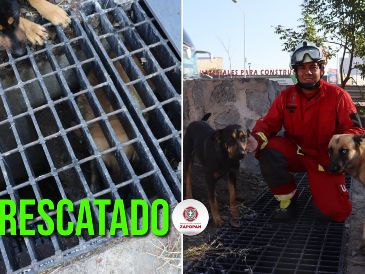 Bomberos de Zapopan lograron el rescate y dejaron al perro en libertad. ESPECIAL / FACEBOOK Protección Civil y Bomberos Zapopan