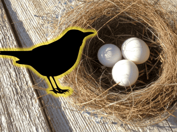 En muchas culturas, el hecho de que un ave anide en tu hogar es visto como un presagio positivo. ESPECIAL/Unplash