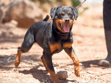 Criadero La Puerta: Rottweiler. GENTE BIEN JALISCO / Revista del 23 de enero 2026