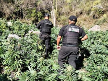En diciembre pasado, autoridades localizaron cerca de 80 kilos de marihuana sobre la carretera Guadalajara - Tepic, en el municipio de Hostotipaquillo. ESPECIAL/Policía del Estado