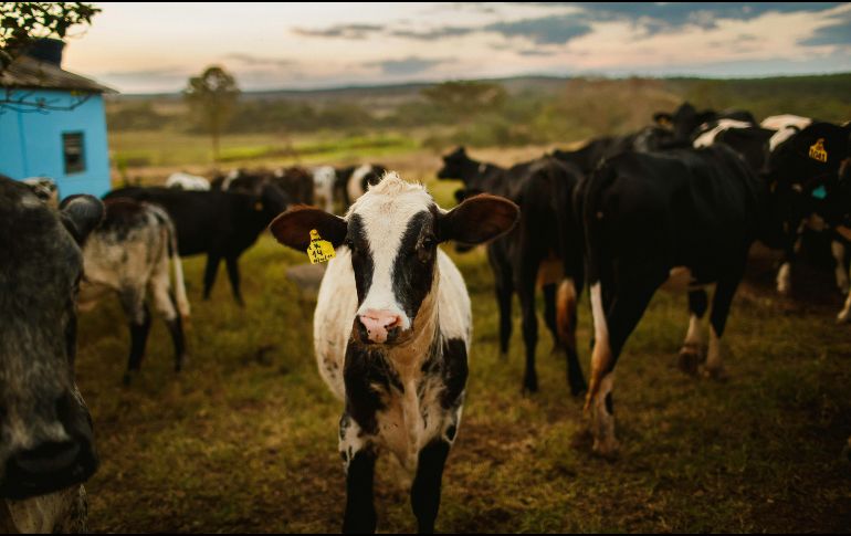 Por especies, los bovinos sumaron más de diez mil 106 casos acumulados, pero el GBG ya alcanzó a otras especies como perros, gatos, aves e incluso humanos; los casos por miasis ascienden a 105. Unsplash