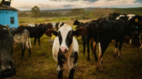 Por especies, los bovinos sumaron más de diez mil 106 casos acumulados, pero el GBG ya alcanzó a otras especies como perros, gatos, aves e incluso humanos; los casos por miasis ascienden a 105. Unsplash