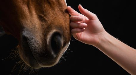 Comprender mejor estos mecanismos es un elemento importante del bienestar equino, de la seguridad y de la eficacia de los entrenamientos. ESPECIAL / CANVA